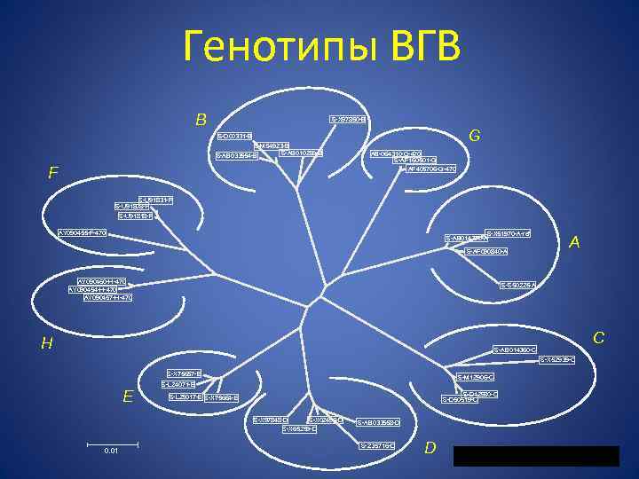 Генотипы ВГВ B S-X 97850 -B G S-D 00331 -B S-M 54923 -B S-AB