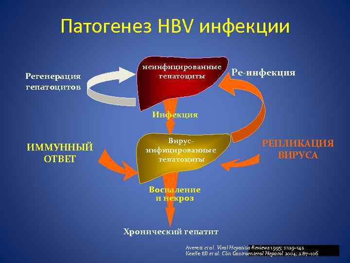 Патогенез HBV инфекции Регенерация гепатоцитов неинфицированные гепатоциты Ре-инфекция ИММУННЫЙ ОТВЕТ Вирусинфицированные гепатоциты РЕПЛИКАЦИЯ ВИРУСА
