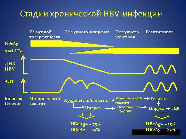 Фазы гепатита с. Фазы хронического гепатита в. Фазы хронической HBV инфекции. Стадии течения хронического гепатита. Фаза иммунной толерантности при гепатите б.