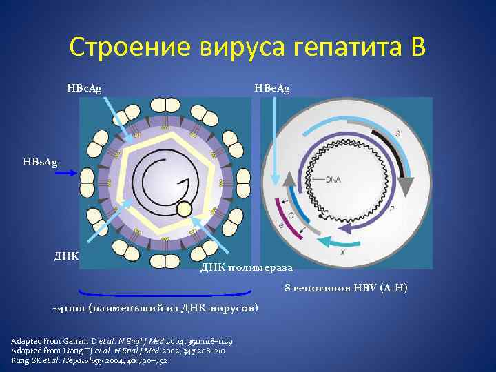 История вирусных гепатитов. Структура генома вируса гепатита. Строение вируса гепатита в. Структура вируса гепатита в. Вирус гепатита а строение вируса.