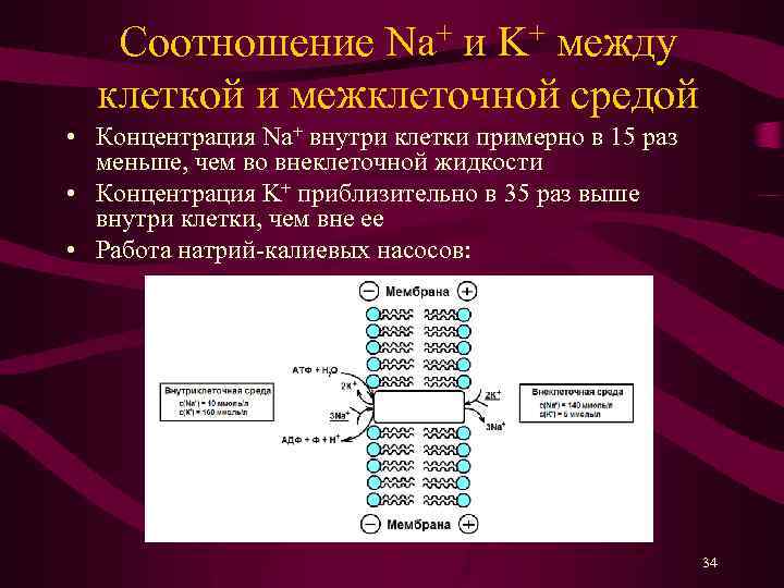 Соотношение Na+ и K+ между клеткой и межклеточной средой • Концентрация Na+ внутри клетки