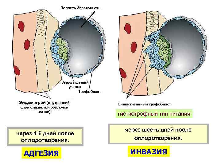 Полость бластоцисты Зародышевый узелок Трофобласт Эндометрий (внутренний слой слизистой оболочки матки) через 4 -6