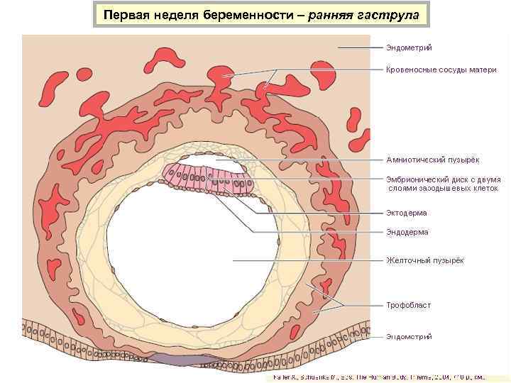 Первая неделя беременности – ранняя гаструла 