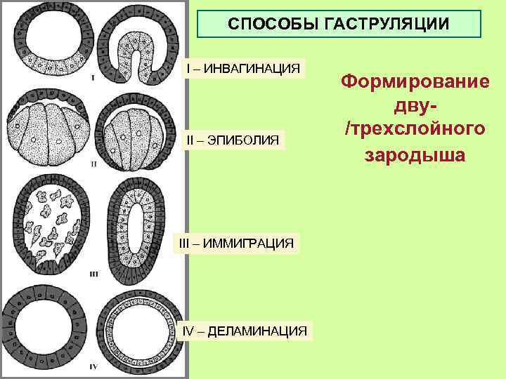 Трехслойный зародыш называется