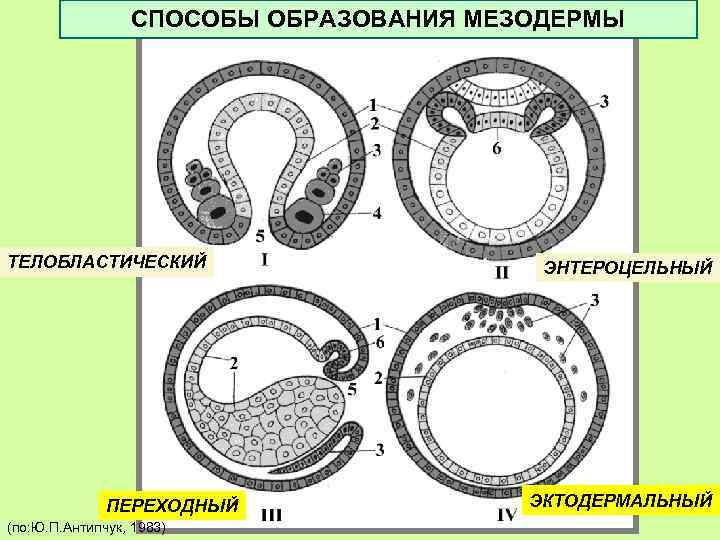 Назовите зародышевый листок позвоночного животного обозначенный на рисунке