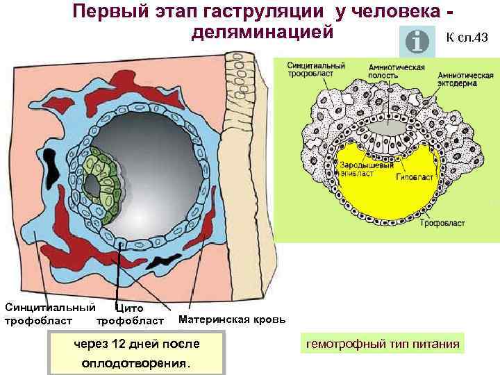 Трофобласт это