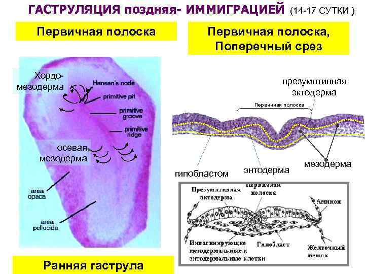 ГАСТРУЛЯЦИЯ поздняя- ИММИГРАЦИЕЙ (14 -17 СУТКИ ) Первичная полоска, Поперечный срез Хордомезодерма презумптивная эктодерма