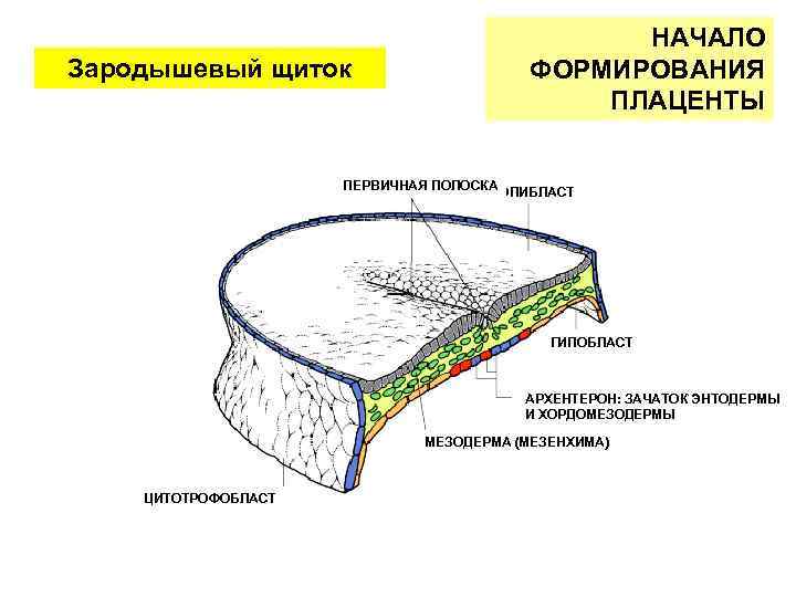 Зародышевый щиток НАЧАЛО ФОРМИРОВАНИЯ ПЛАЦЕНТЫ ПЕРВИЧНАЯ ПОЛОСКА ЭПИБЛАСТ ГИПОБЛАСТ АРХЕНТЕРОН: ЗАЧАТОК ЭНТОДЕРМЫ И ХОРДОМЕЗОДЕРМЫ