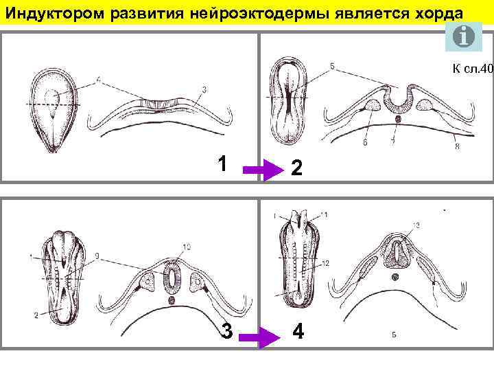 Индуктором развития нейроэктодермы является хорда К сл. 40 1 1 2 3 4 