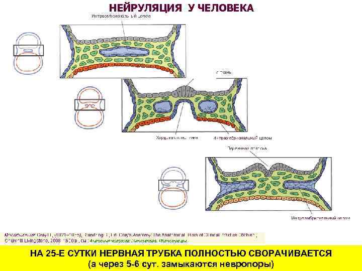 НЕЙРУЛЯЦИЯ У ЧЕЛОВЕКА НА 25 -Е СУТКИ НЕРВНАЯ ТРУБКА ПОЛНОСТЬЮ СВОРАЧИВАЕТСЯ (а через 5