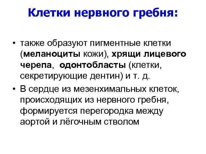 Клетки нервного гребня: • также образуют пигментные клетки (меланоциты кожи), хрящи лицевого черепа, одонтобласты