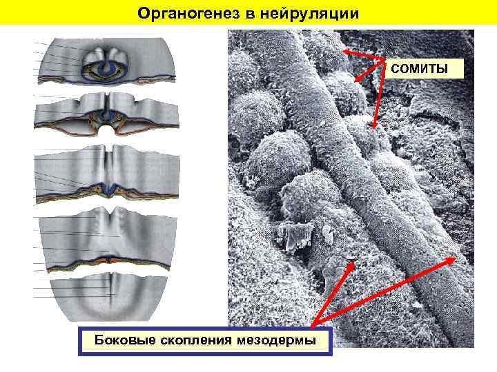 Органогенез в нейруляции СОМИТЫ Боковые скопления мезодермы 