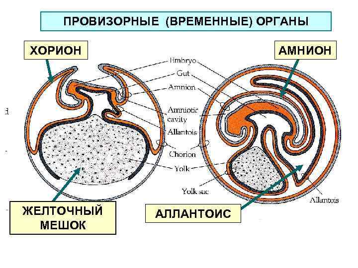 Функции провизорных органов