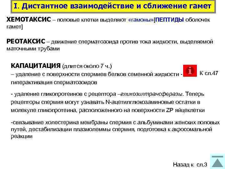 I. Дистантное взаимодействие и сближение гамет ХЕМОТАКСИС – половые клетки выделяют «гамоны» [ПЕПТИДЫ оболочек