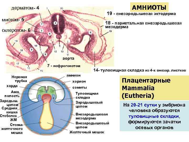 Хорда нервная трубка первичная кишка