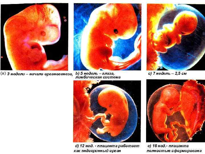3 недели – начало органогенеза, b) 5 недель – глаза, лимбическая система d) 12