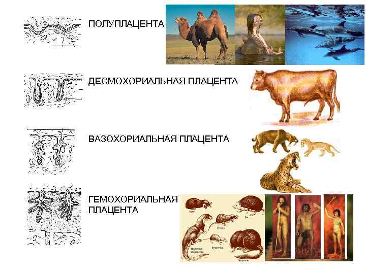 ПОЛУПЛАЦЕНТА ДЕСМОХОРИАЛЬНАЯ ПЛАЦЕНТА ВАЗОХОРИАЛЬНАЯ ПЛАЦЕНТА ГЕМОХОРИАЛЬНАЯ ПЛАЦЕНТА 