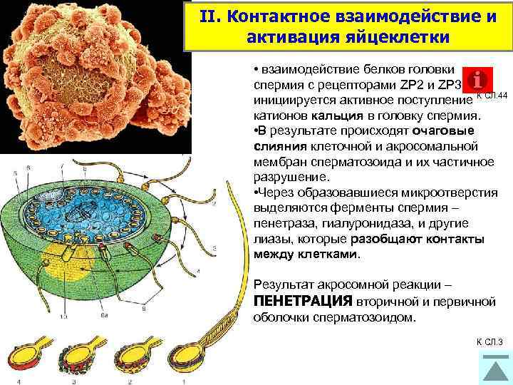 Обмен веществ организменный уровень