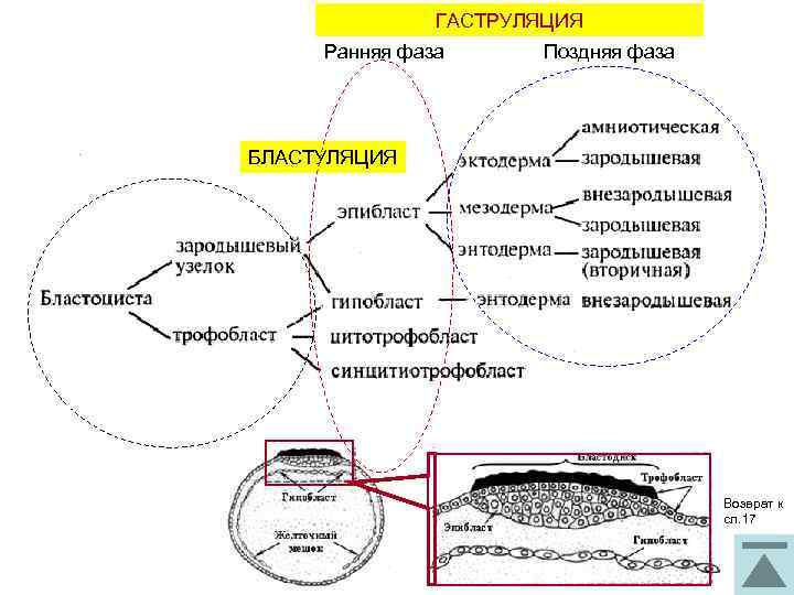 ГАСТРУЛЯЦИЯ Ранняя фаза Поздняя фаза БЛАСТУЛЯЦИЯ Возврат к сл. 17 