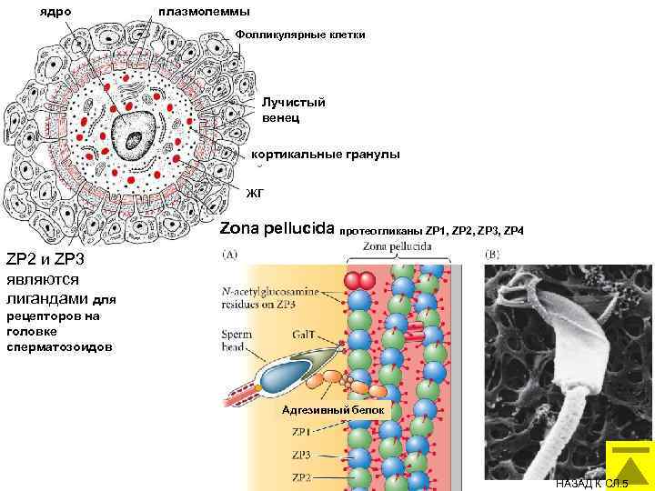 ядро плазмолеммы Фолликулярные клетки Лучистый венец кортикальные гранулы жг Zona pellucida протеогликаны ZP 1,