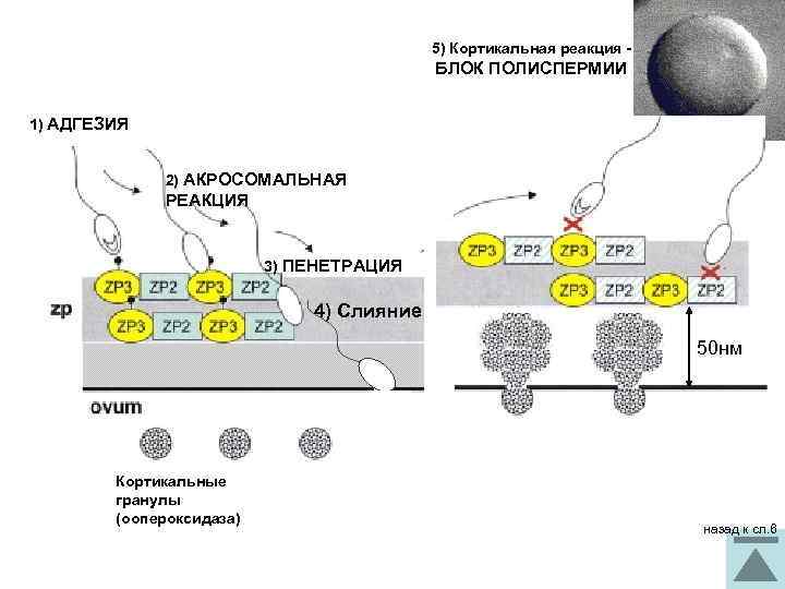 5) Кортикальная реакция - БЛОК ПОЛИСПЕРМИИ 1) АДГЕЗИЯ 2) АКРОСОМАЛЬНАЯ РЕАКЦИЯ 3) ПЕНЕТРАЦИЯ 4)