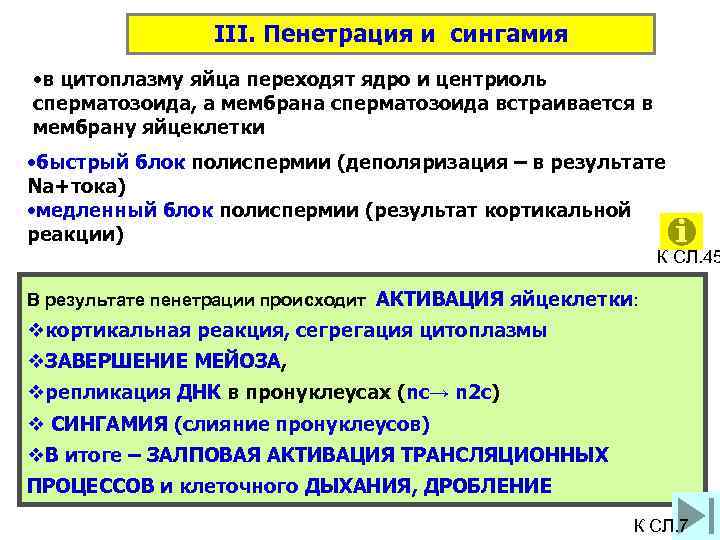 III. Пенетрация и сингамия • в цитоплазму яйца переходят ядро и центриоль сперматозоида, а