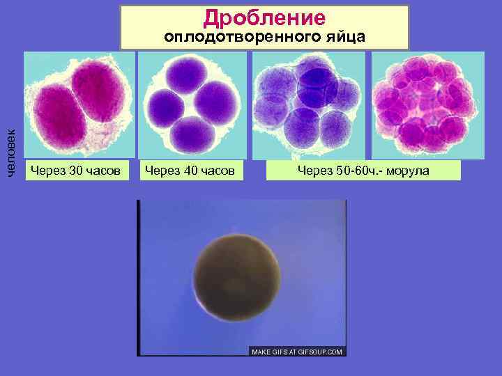 Дробление человек оплодотворенного яйца Через 30 часов Через 40 часов Через 50 -60 ч.