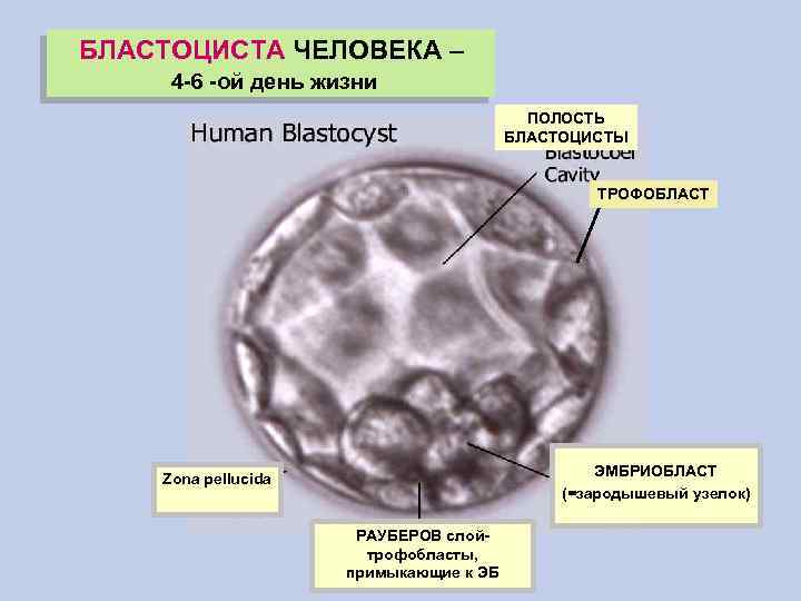 БЛАСТОЦИСТА ЧЕЛОВЕКА – 4 -6 -ой день жизни ПОЛОСТЬ БЛАСТОЦИСТЫ ТРОФОБЛАСТ ЭМБРИОБЛАСТ (=зародышевый узелок)