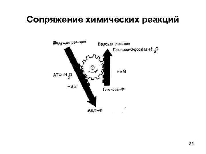 Сопряжение химических реакций 35 