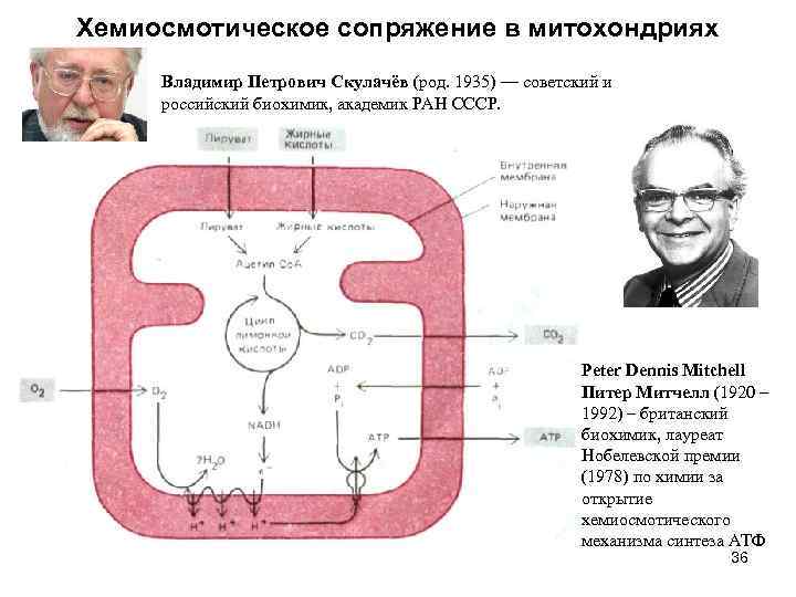 Хемиосмотическая теория митчелла схема