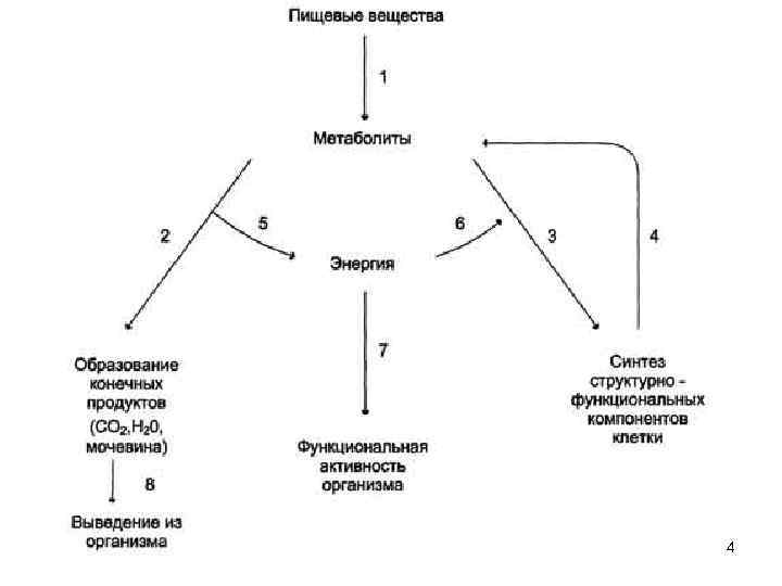 Конечное образование. Общая схема обмена веществ и энергии. Клеточный метаболизм схема. Общая схема метаболизма клетки. Схема функциональных элементов клеточного метаболизма..