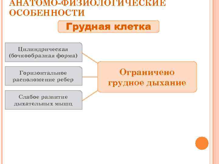 АНАТОМО-ФИЗИОЛОГИЧЕСКИЕ ОСОБЕННОСТИ Грудная клетка Цилиндрическая (бочкообразная форма) Горизонтальное расположение ребер Слабое развитие дыхательных мышц