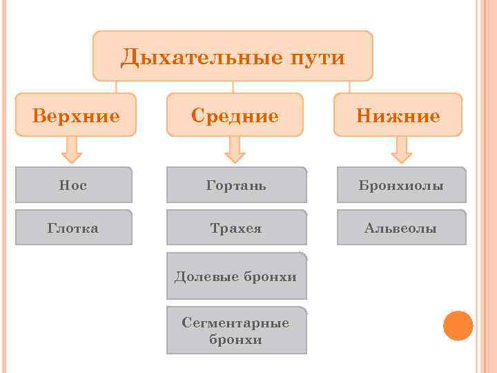 Дыхательные пути Верхние Средние Нижние Нос Гортань Бронхиолы Глотка Трахея Альвеолы Долевые бронхи Сегментарные