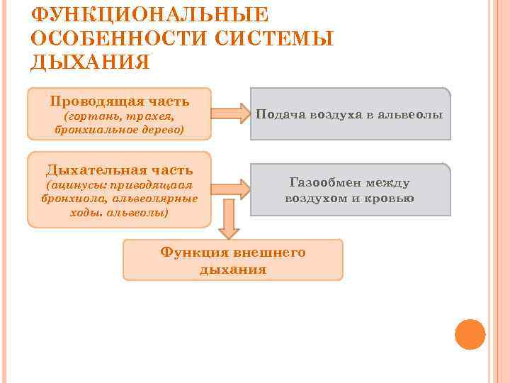 ФУНКЦИОНАЛЬНЫЕ ОСОБЕННОСТИ СИСТЕМЫ ДЫХАНИЯ Проводящая часть (гортань, трахея, бронхиальное дерево) Дыхательная часть (ацинусы: приводящаая