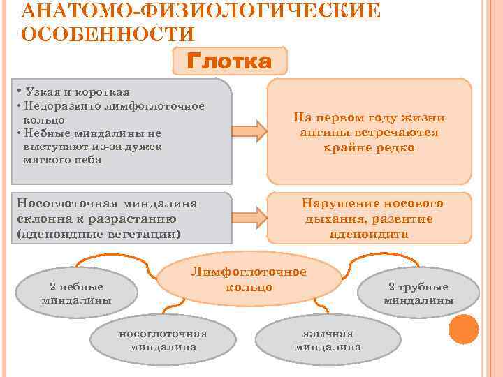 АНАТОМО-ФИЗИОЛОГИЧЕСКИЕ ОСОБЕННОСТИ Глотка • Узкая и короткая • Недоразвито лимфоглоточное кольцо • Небные миндалины