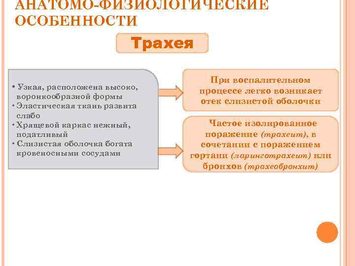 АНАТОМО-ФИЗИОЛОГИЧЕСКИЕ ОСОБЕННОСТИ Трахея • Узкая, расположена высоко, воронкообразной формы • Эластическая ткань развита слабо