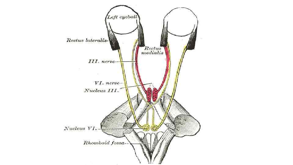 Глазодвигательный нерв где находится