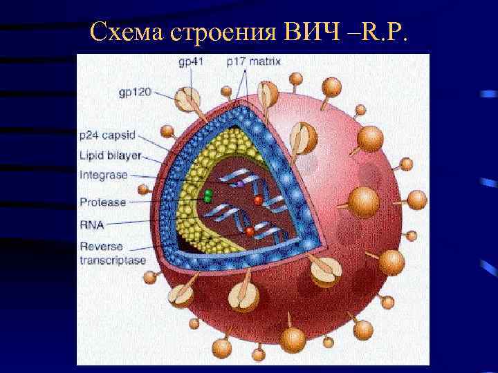 Схема патогенеза вич