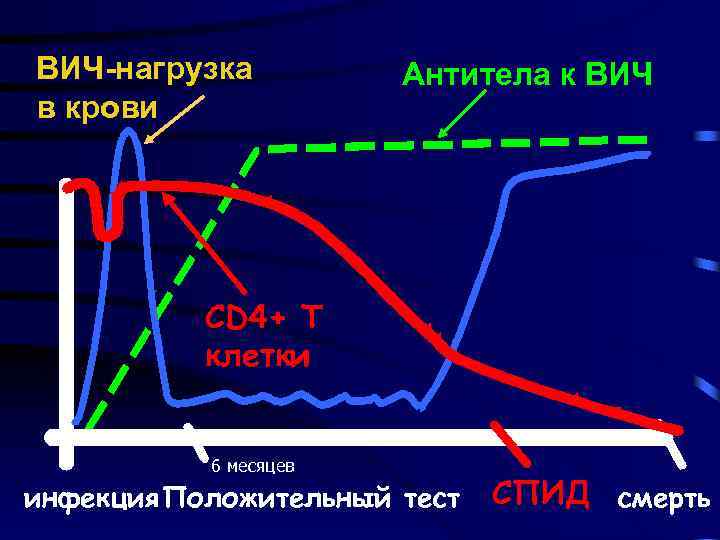 ВИЧ-нагрузка в крови Антитела к ВИЧ CD 4+ T клетки 6 месяцев инфекция Положительный
