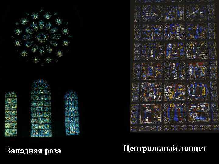 Западная роза Центральный ланцет 