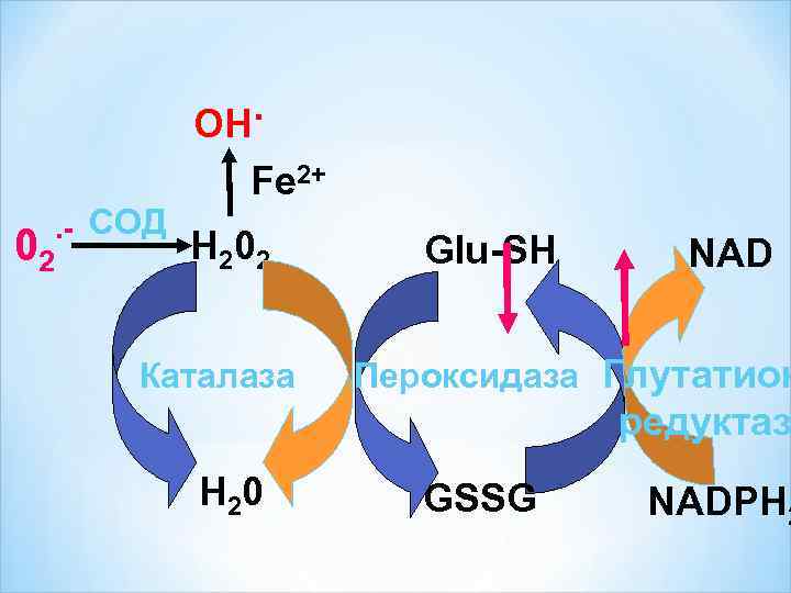 . OH 02 . - СОД Fe 2+ Н 20 2 Каталаза Glu-SH NAD