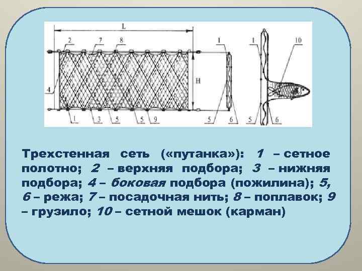 Трехстенная сеть ( «путанка» ): 1 – сетное полотно; 2 – верхняя подбора; 3