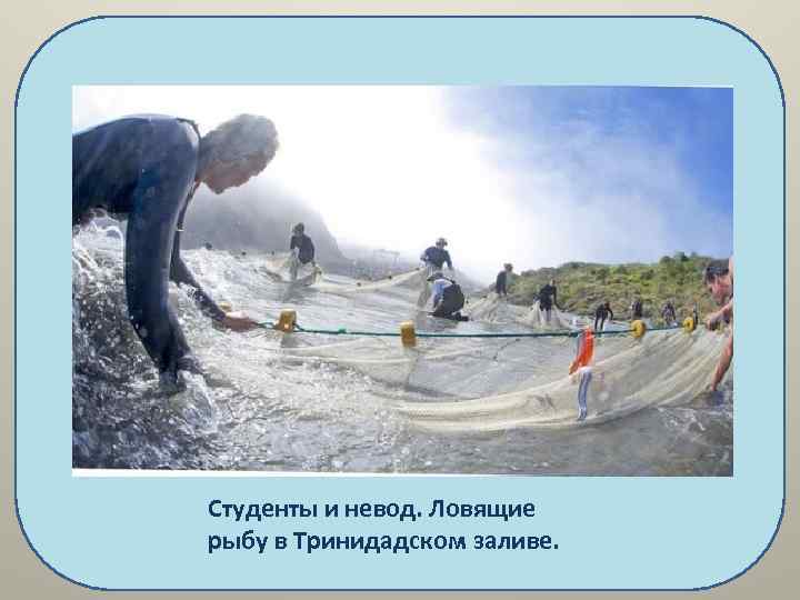 Студенты и невод. Ловящие рыбу в Тринидадском заливе. 