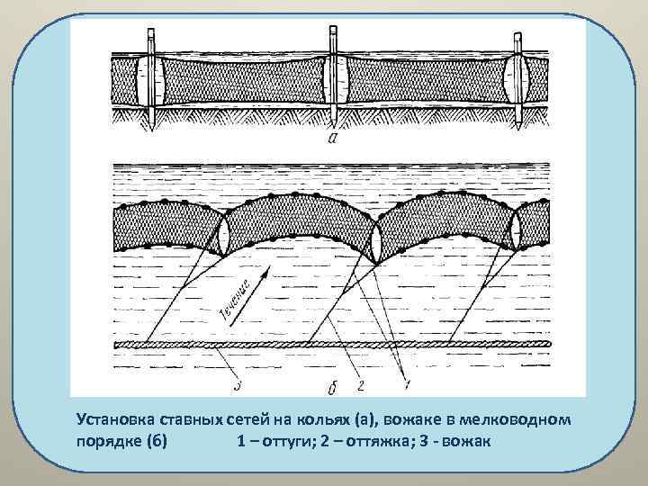 Установка ставных сетей на кольях (а), вожаке в мелководном порядке (б) 1 – оттуги;