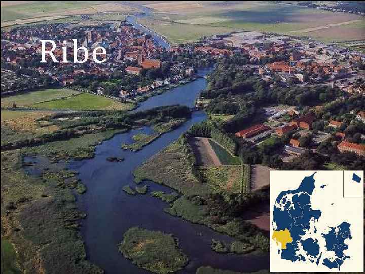 Ribe 