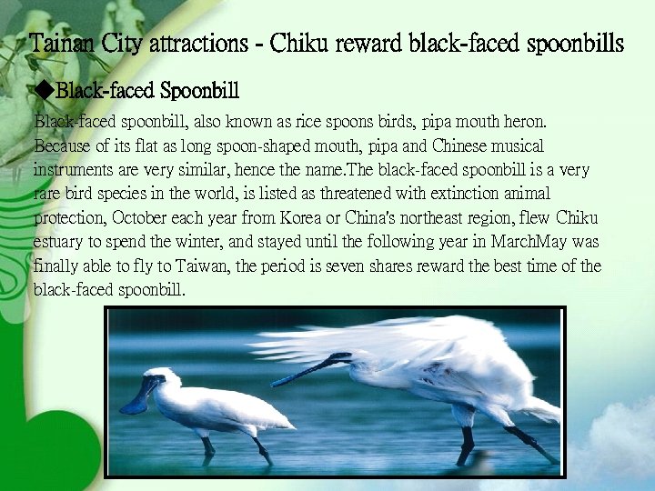 Tainan City attractions - Chiku reward black-faced spoonbills ◆Black-faced Spoonbill Black-faced spoonbill, also known