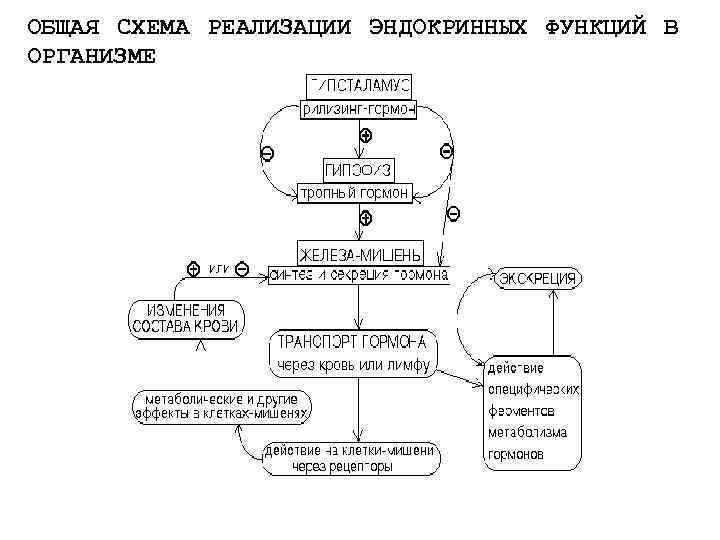 ОБЩАЯ СХЕМА РЕАЛИЗАЦИИ ЭНДОКРИННЫХ ФУНКЦИЙ В ОРГАНИЗМЕ 