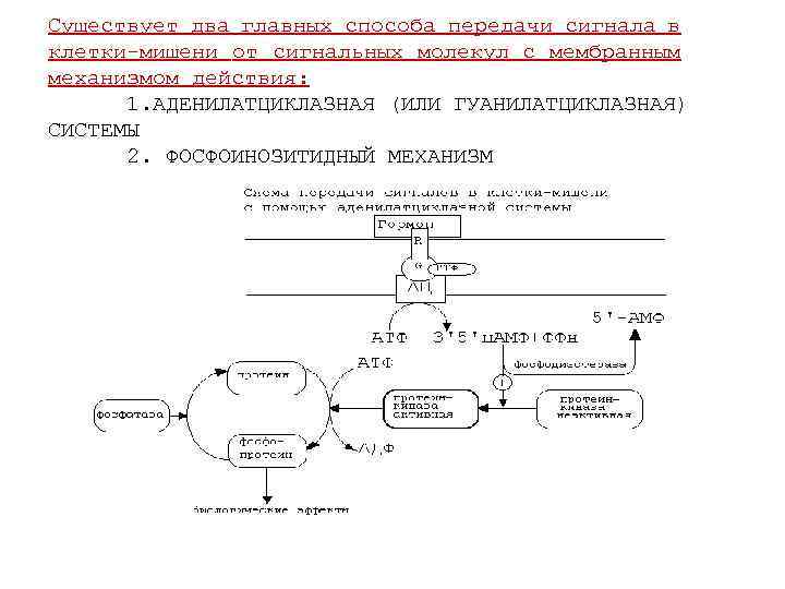 Аденилатциклазная система схема