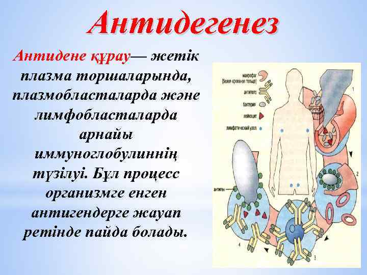 Антидегенез Антидене құрау— жетік плазма торшаларында, плазмобласталарда және лимфобласталарда арнайы иммуноглобулиннің түзілуі. Бұл процесс