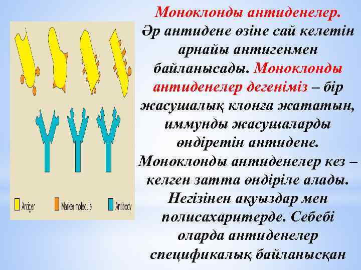 Моноклонды антиденелер. Әр антидене өзіне сай келетін арнайы антигенмен байланысады. Моноклонды антиденелер дегеніміз –